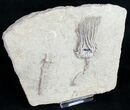 Cyathocrinites Iowensis - Crawfordsville Crinoid #9672-3